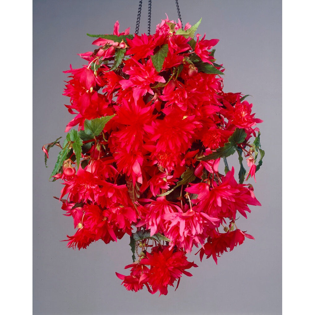 Begonia Pendula Red 3-pakning